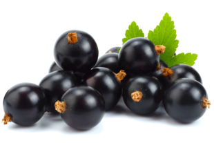 Ribes nero