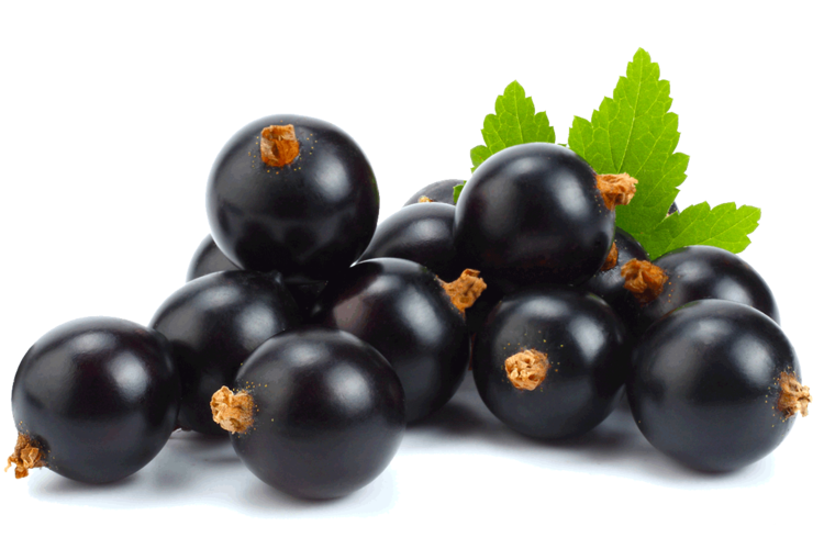 Ribes nero